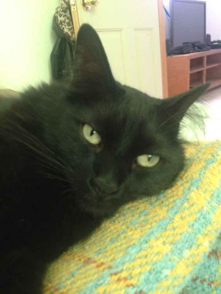 Les presento a.... - 3