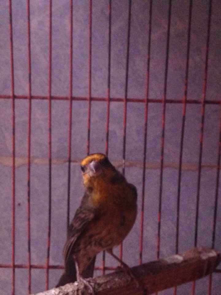 Les presento a.... - 4