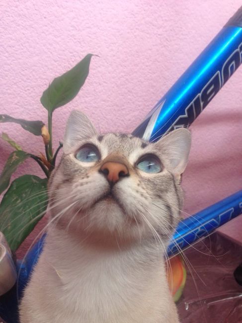 Les presento a.... - 1