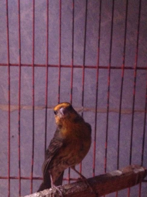 Les presento a.... - 4