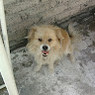 Kike