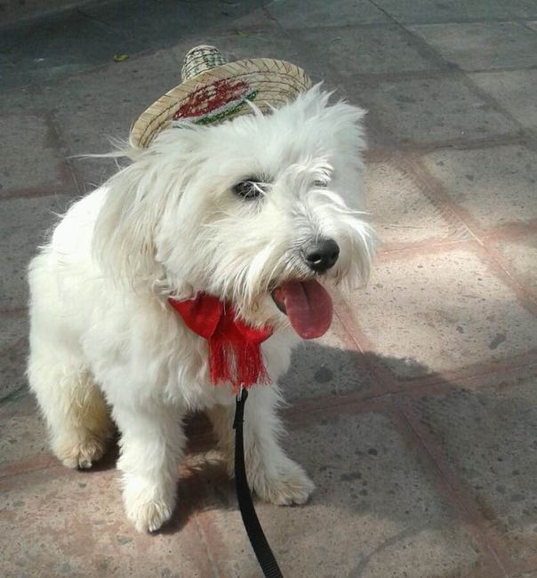 ¡Hoy es día de los animales! 🐶🐱🐰🐷 Mascotas en la boda - 1