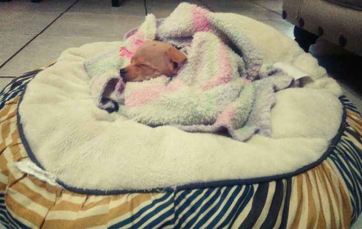  Mi pequeño amiguito - 1