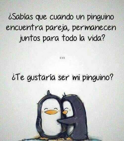 PINGUINOS