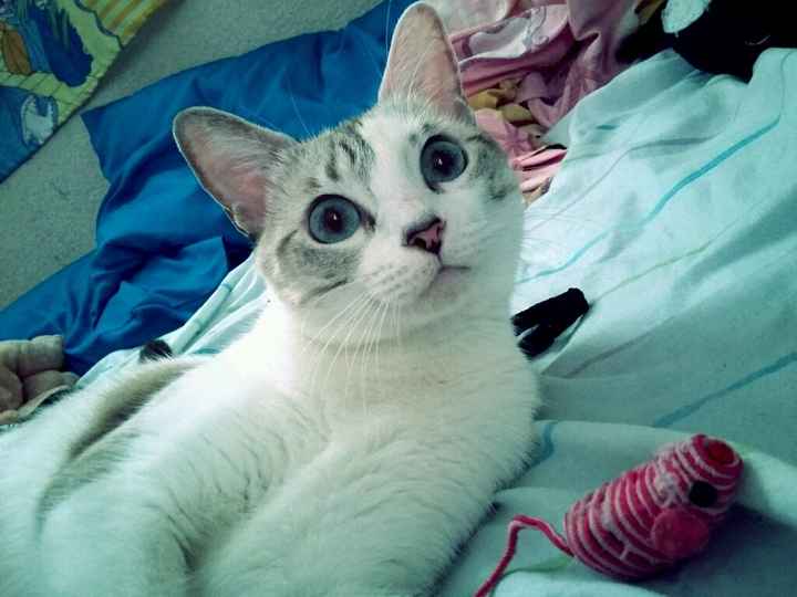 Tiempo de presumir a sus amigos peludos, quien tiene mascotas :d!! - 1