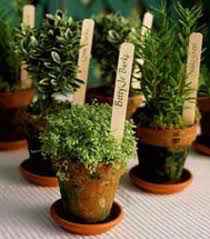 Suculentas y cactus para recuerdos de boda - 1