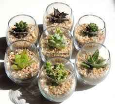 Una sorpresa inesperada llegaron mis suculentas :) - 1