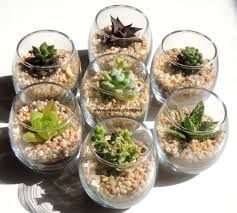 Una sorpresa inesperada llegaron mis suculentas :) - 1