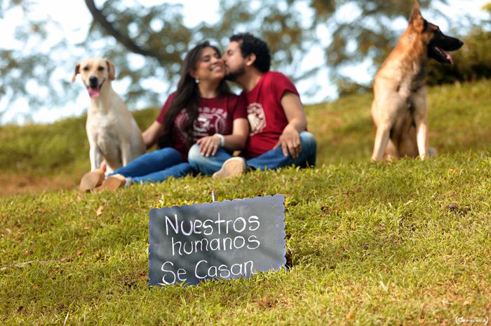 Save the date peludo 4