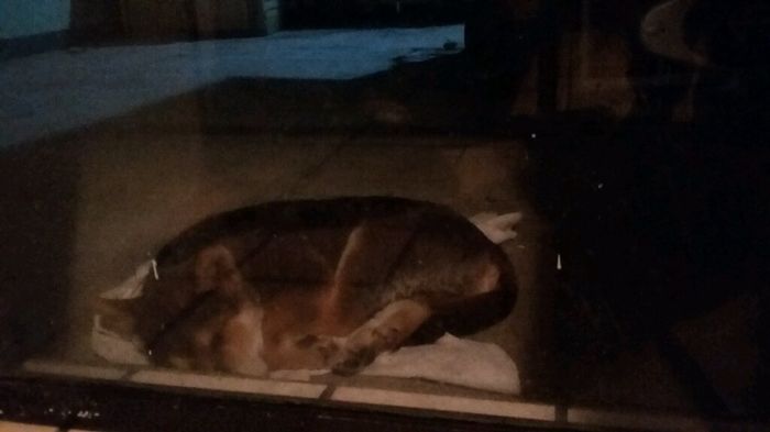 Tiempo de presumir a sus amigos peludos, quien tiene mascotas :d!! - 1