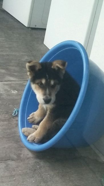 Tiempo de presumir a sus amigos peludos, quien tiene mascotas :d!! - 2