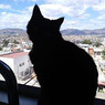 Nyancy