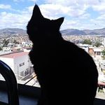 Nyancy
