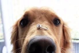 Anillo de  Compromiso.