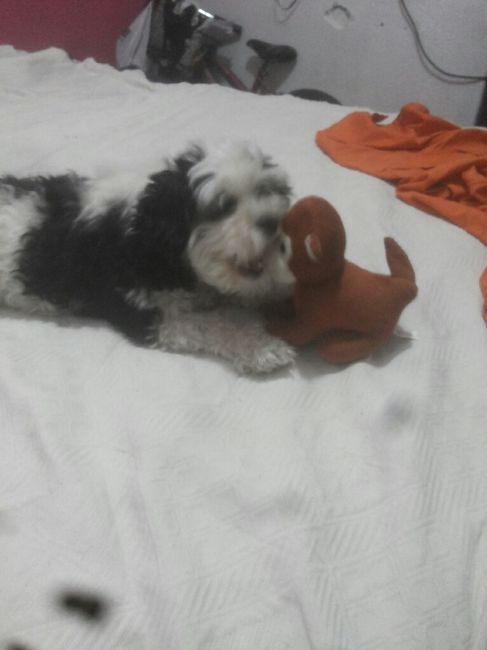 Flores y tu mascota 🐱 🐶 - 1