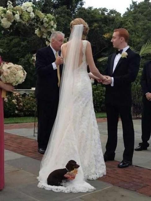 Amantes de los cachorros 