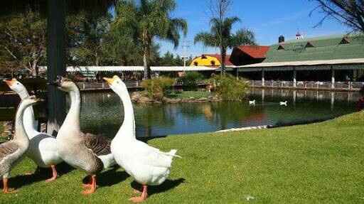 Bodas hacienda jalisco - 6