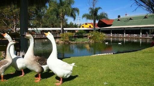 Bodas hacienda jalisco - 6