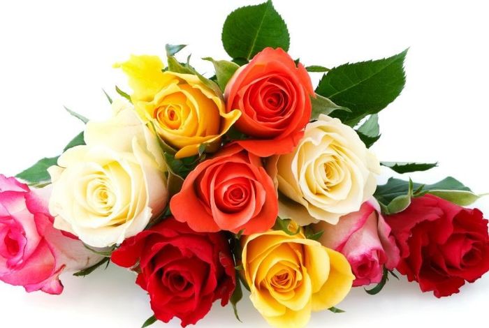 Rosas