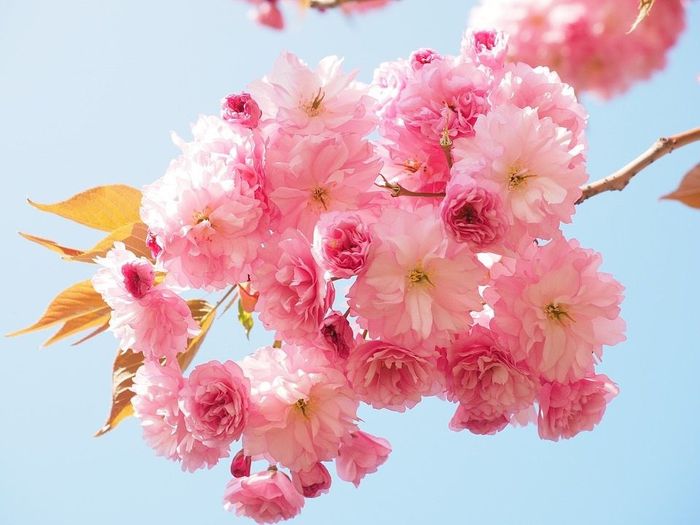 Cerezo