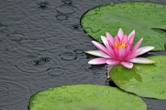 Loto de 