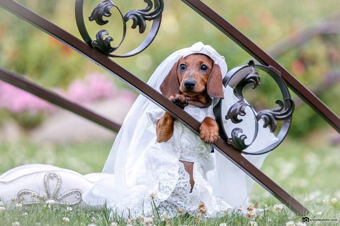 La sesión adorable de una mascota - 1
