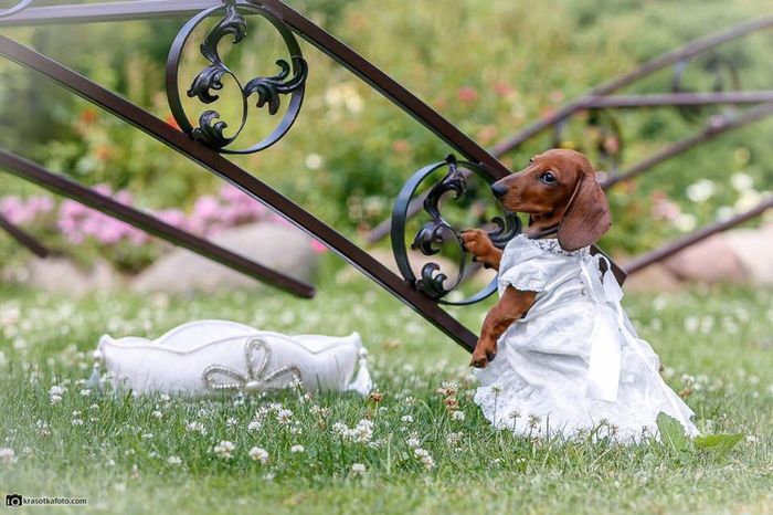 La sesión adorable de una mascota - 5