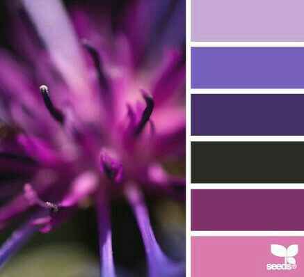 Paleta Morado