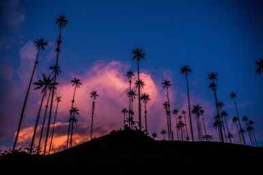 Valle de Cocora