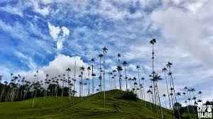 Valle de Cocora 3