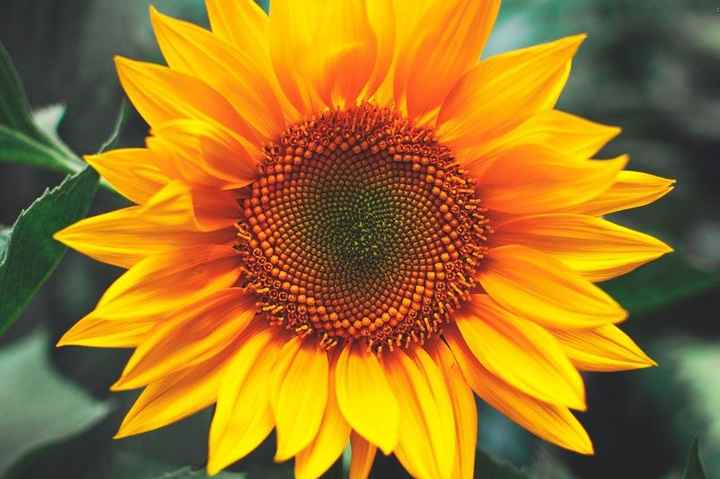 Girasol