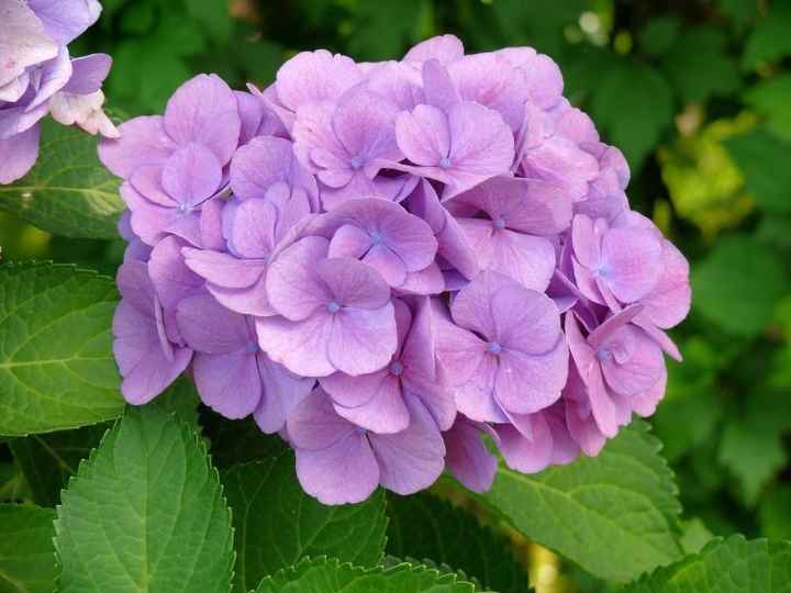 Hortensias