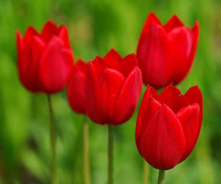 Tulipanes
