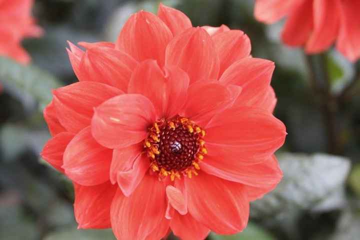 Dalias