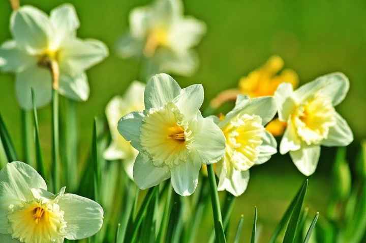 Narcisos