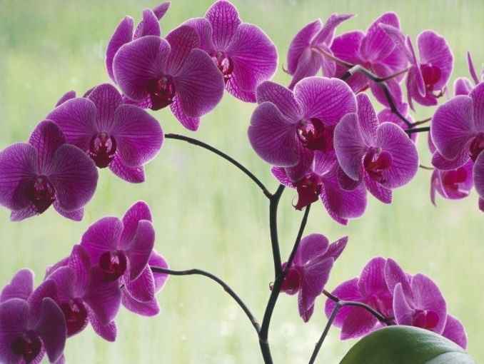 Orquideas