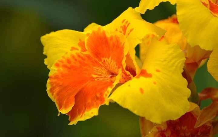 cannas