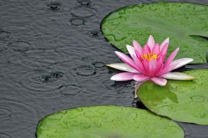 Loto de 