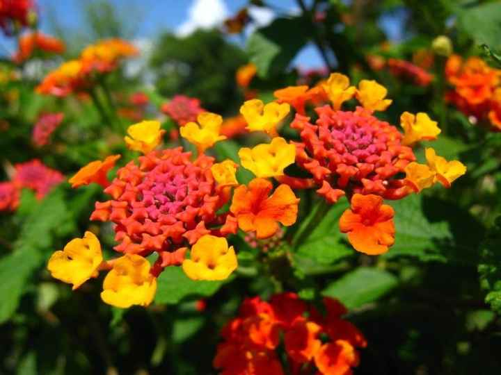 Lantanas