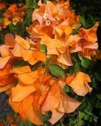 Bugambilia con naranja  2