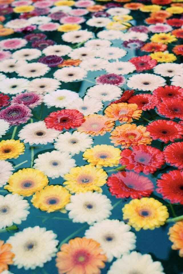 Decoración de flores en la alberca - 2