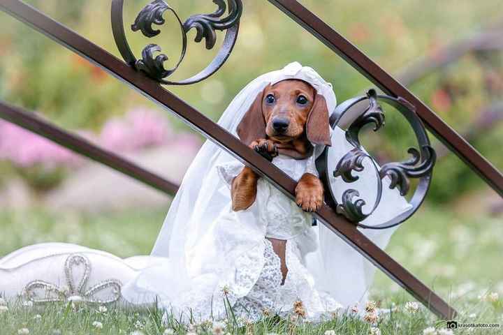 La sesión adorable de una mascota - 1