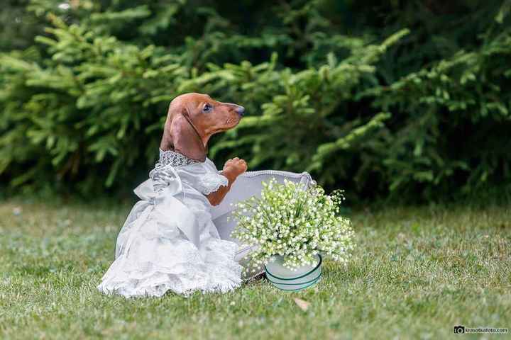 La sesión adorable de una mascota - 2