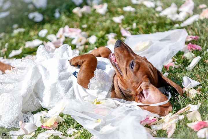 La sesión adorable de una mascota - 4