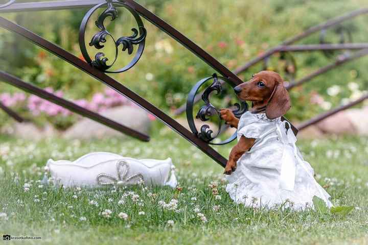 La sesión adorable de una mascota - 5