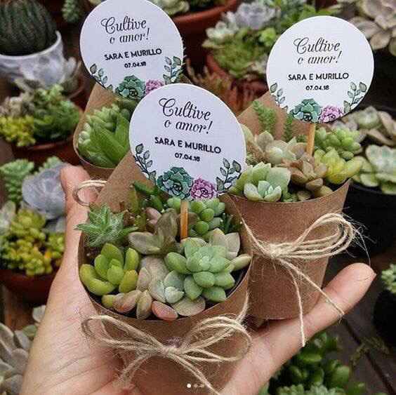 Plantitas como recuerdo - 1