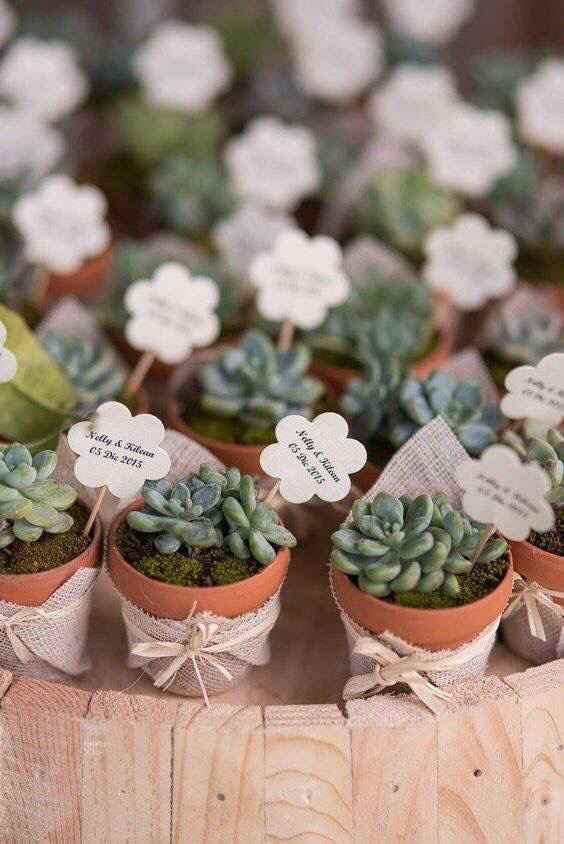 Plantitas como recuerdo - 5