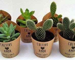 Plantitas como recuerdo - 8