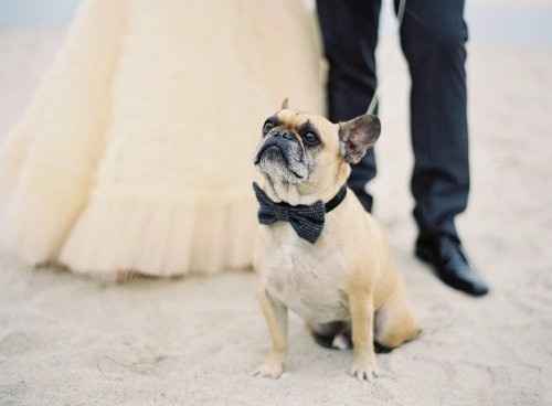 Bodas y mascotas