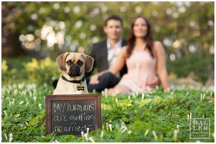 Bodas y mascotas